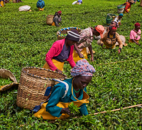 Tea plantation